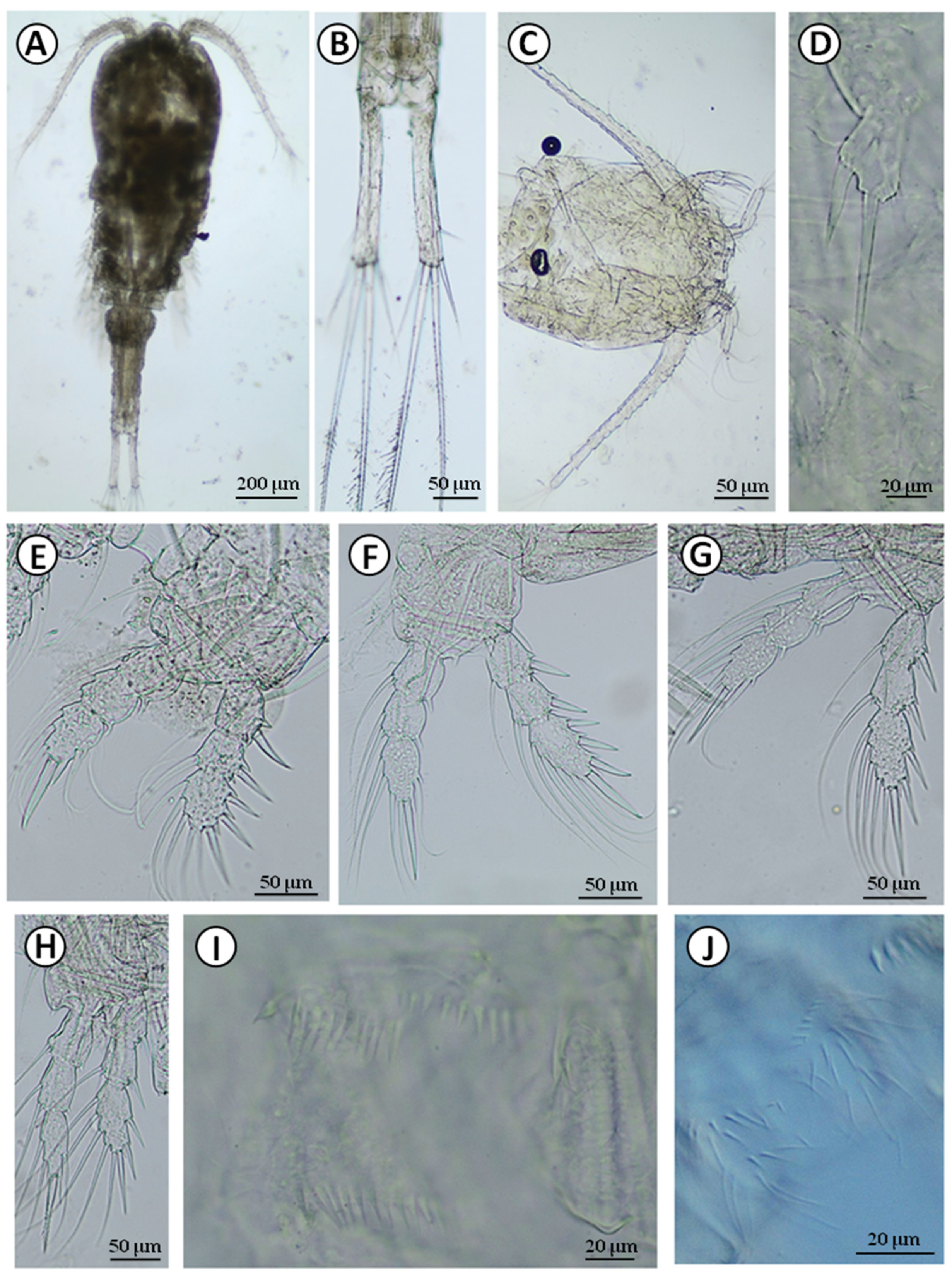 Water 13 02086 g003 Water 13 02086 g003