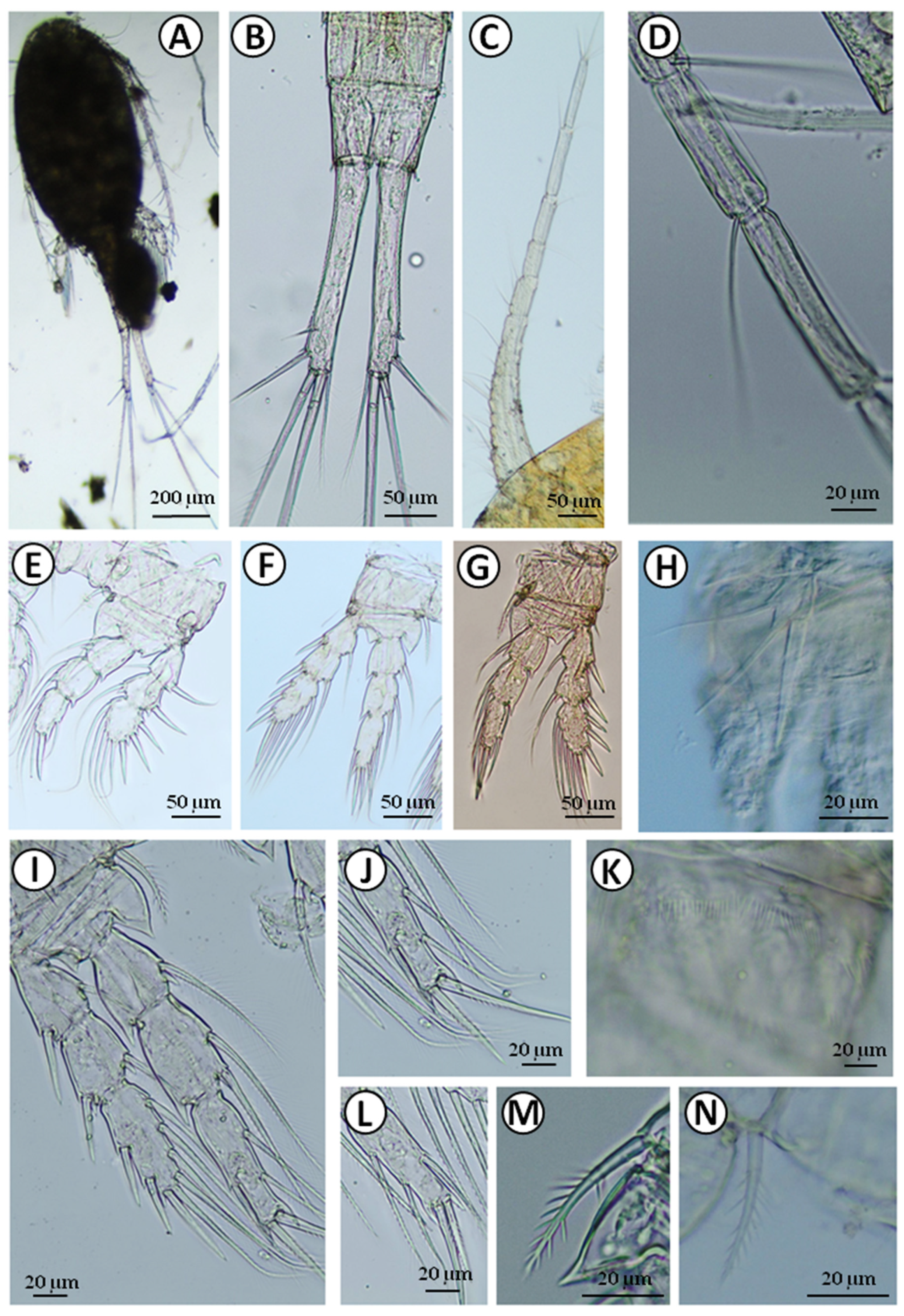 Water 13 02086 g004 Water 13 02086 g004