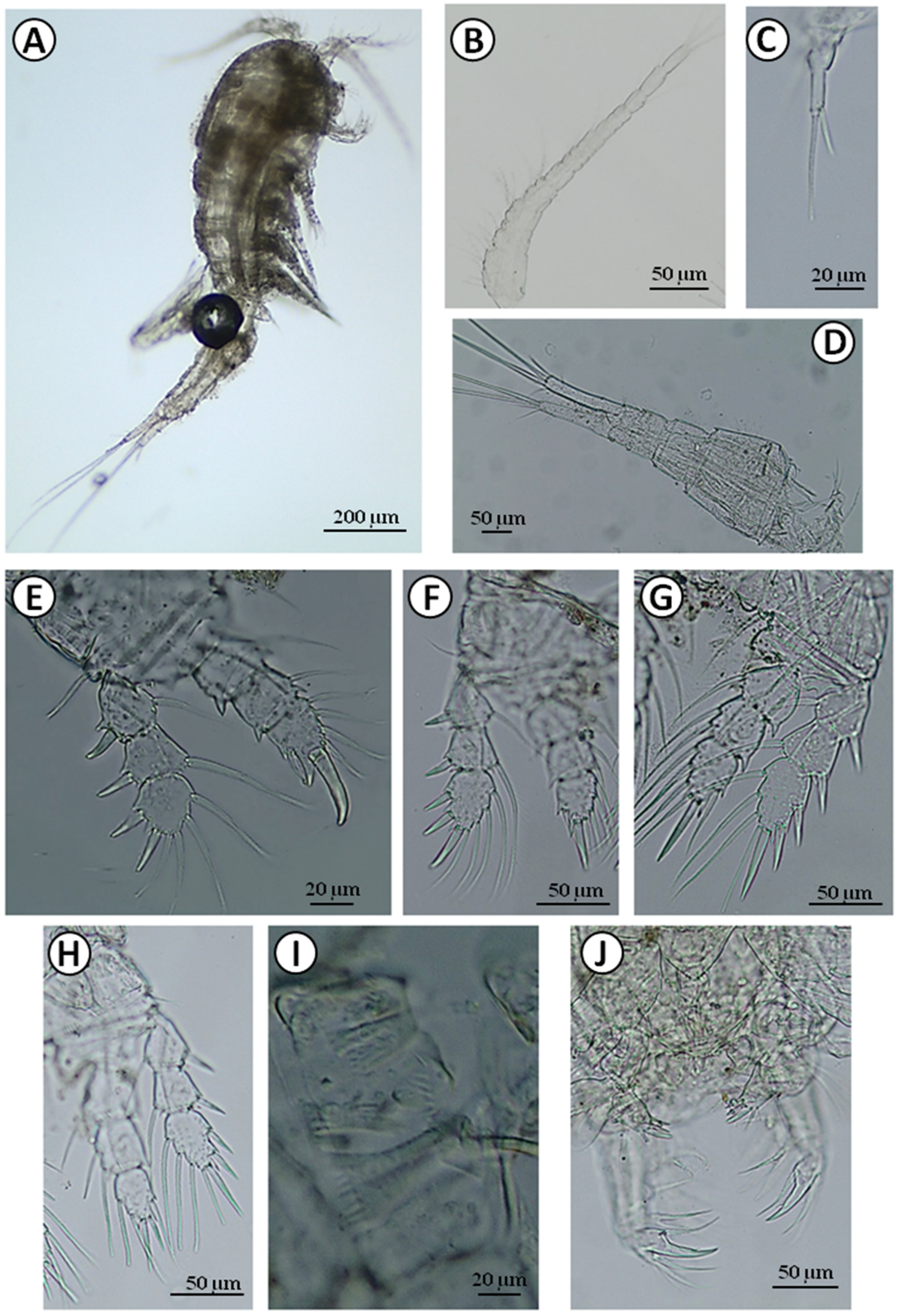 Water 13 02086 g005 Water 13 02086 g005