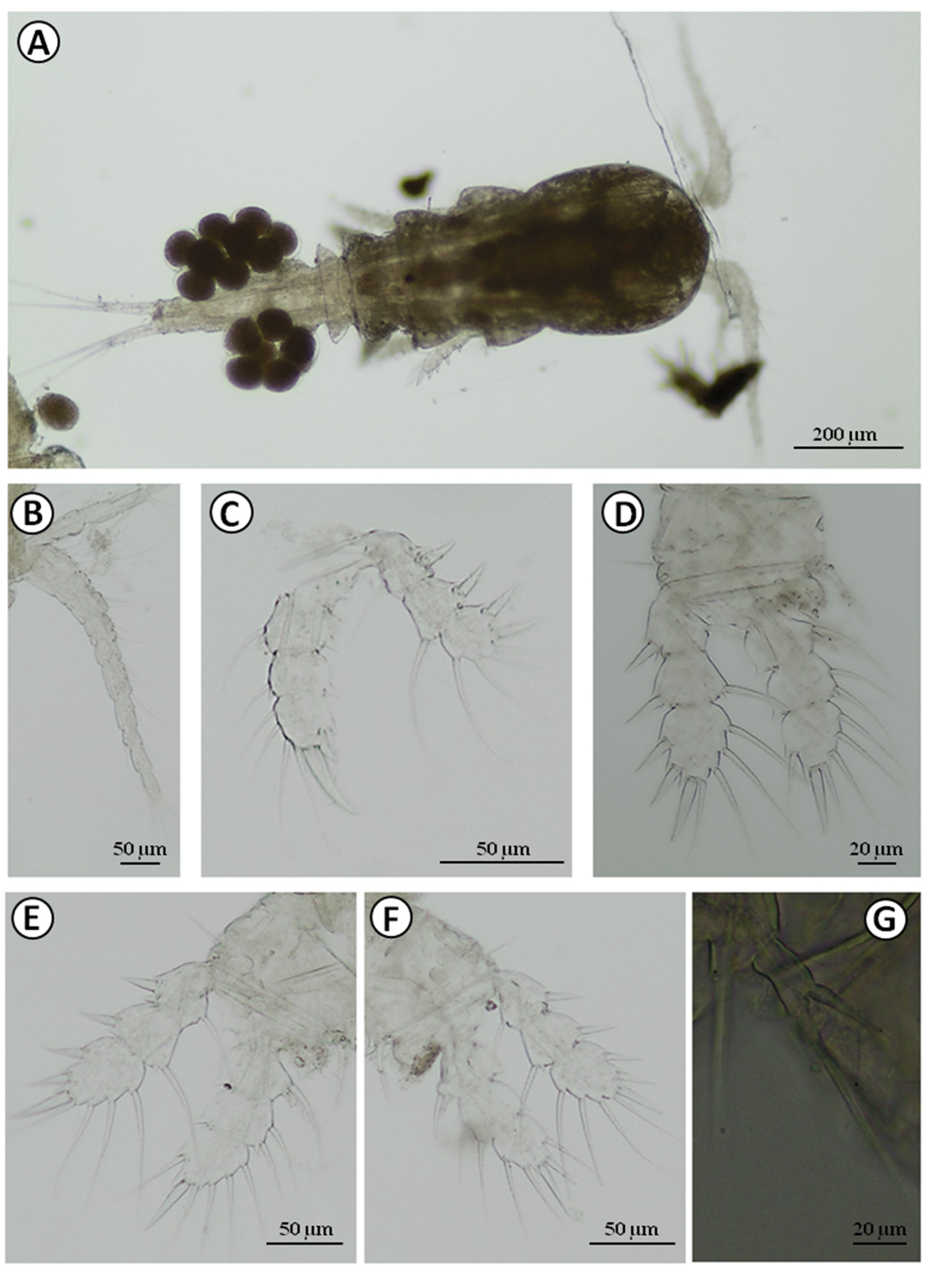 Water 13 02086 g006 Water 13 02086 g006