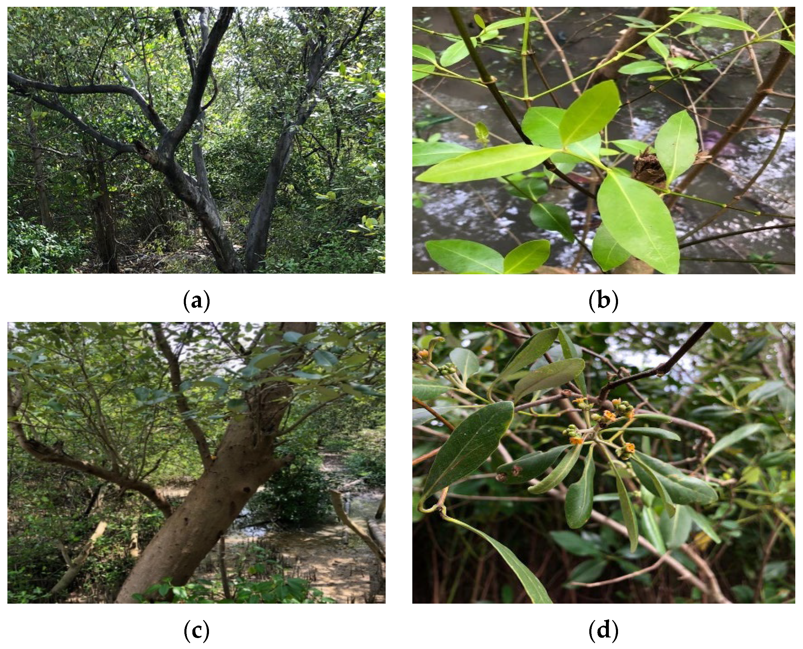 Water 14 03516 g003 Water 14 03516 g003