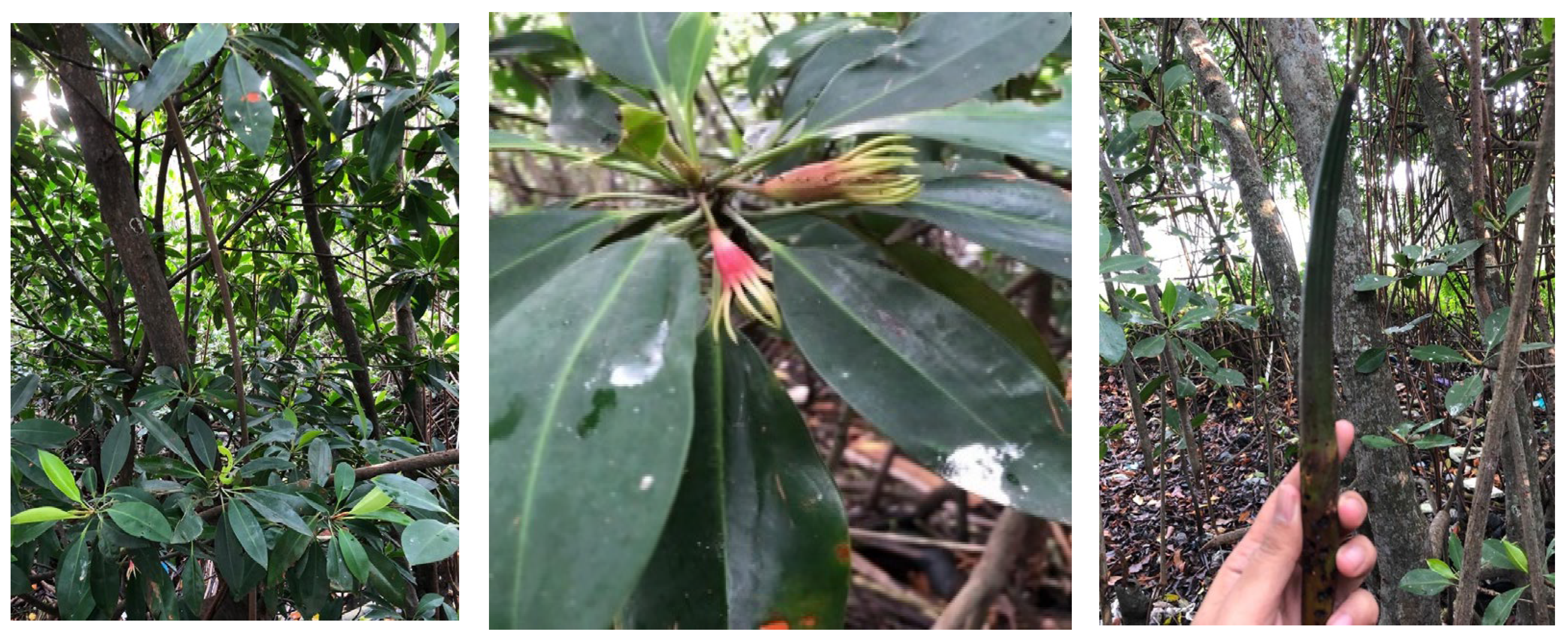 Water 14 03516 g004 Water 14 03516 g004