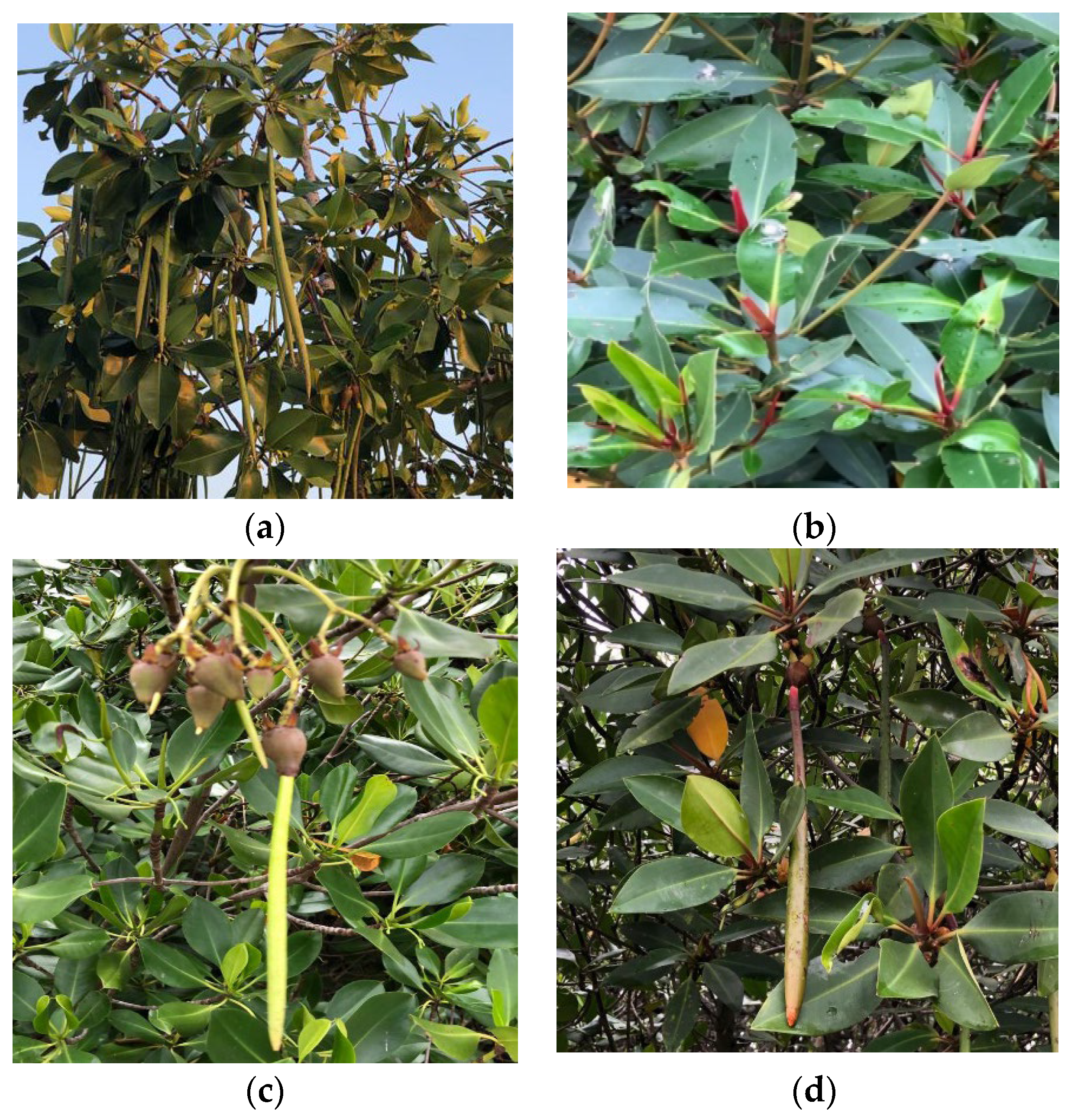 Water 14 03516 g006 Water 14 03516 g006