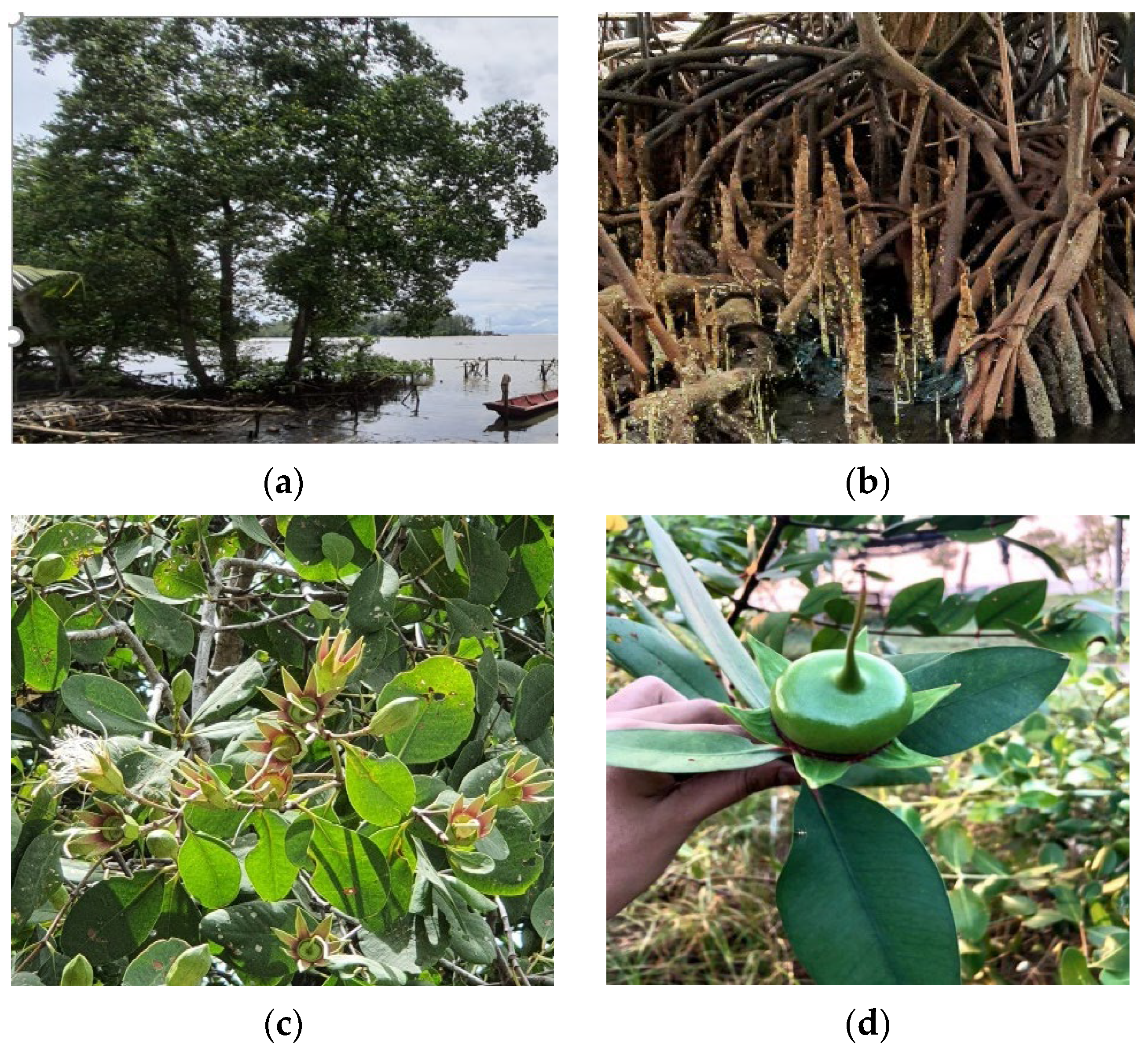 Water 14 03516 g007 Water 14 03516 g007