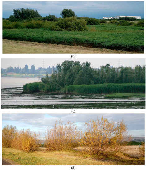 Water 15 00440 g007b