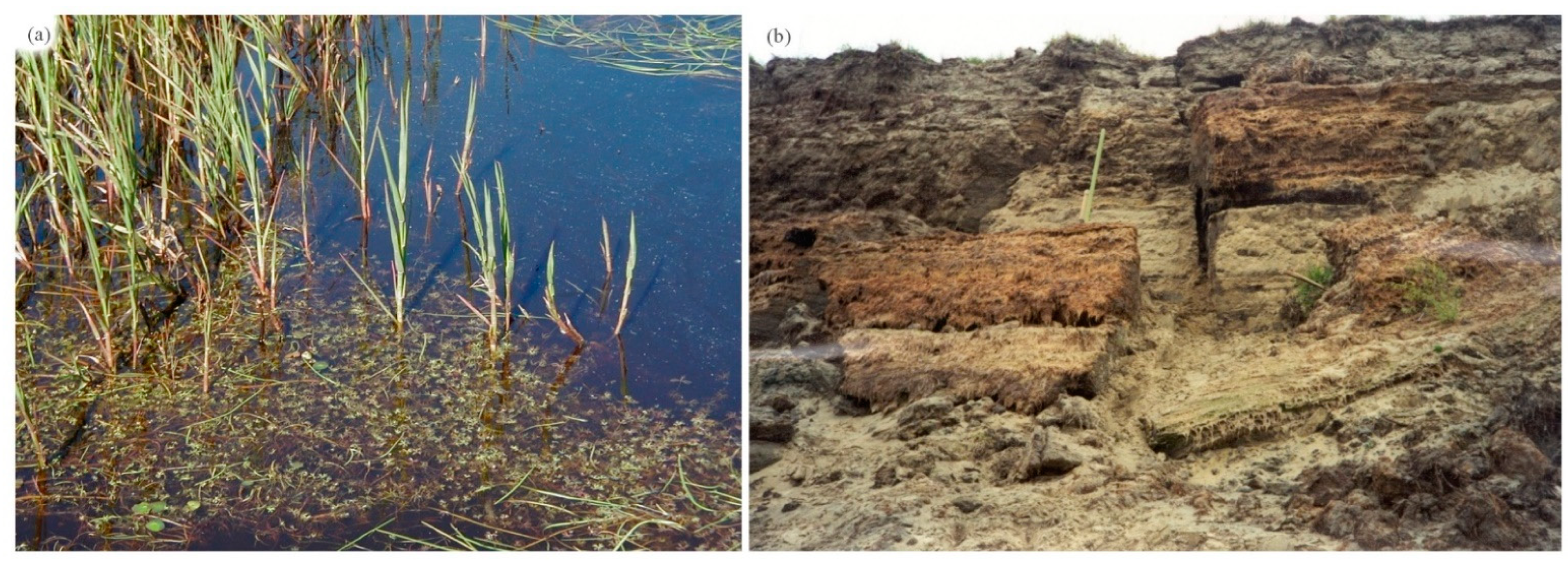 Water 15 00494 g008 Water 15 00494 g008