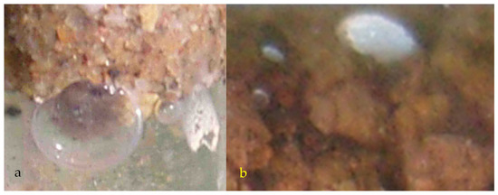 Water 15 00540 g0a16