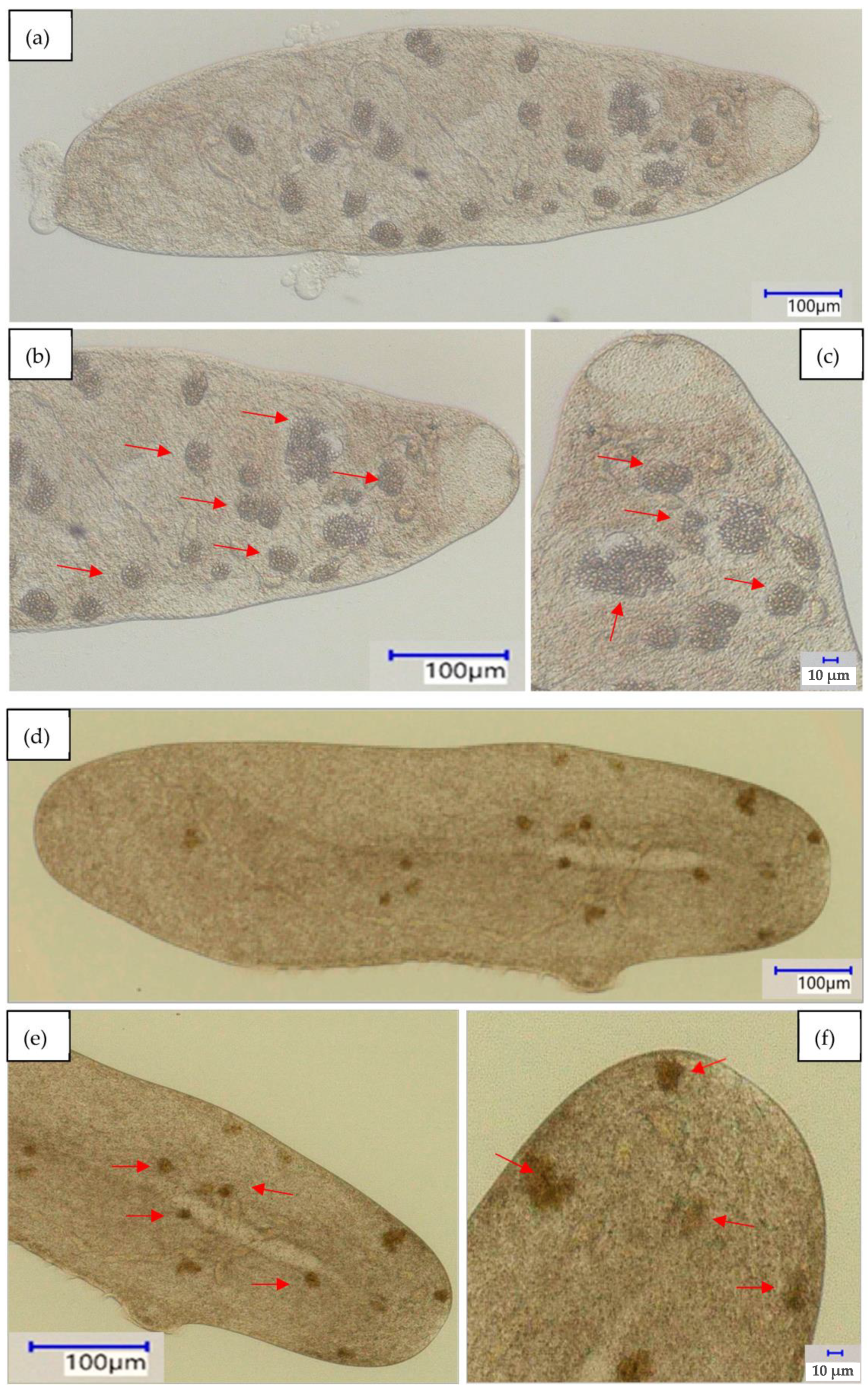 Water 15 00552 g006a