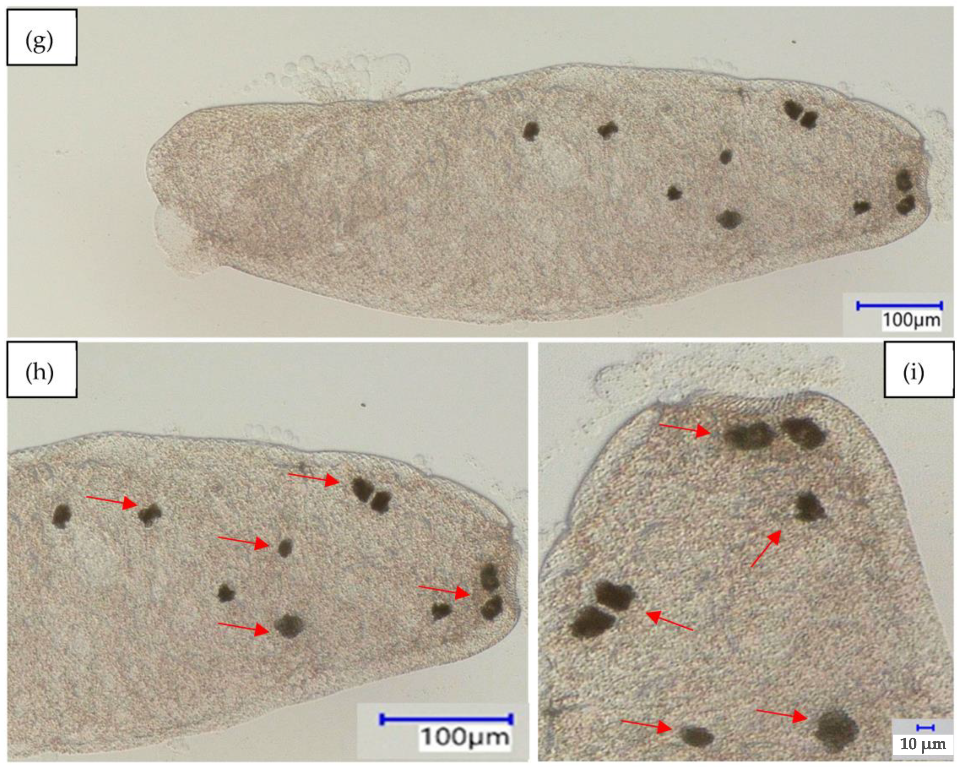 Water 15 00552 g006b