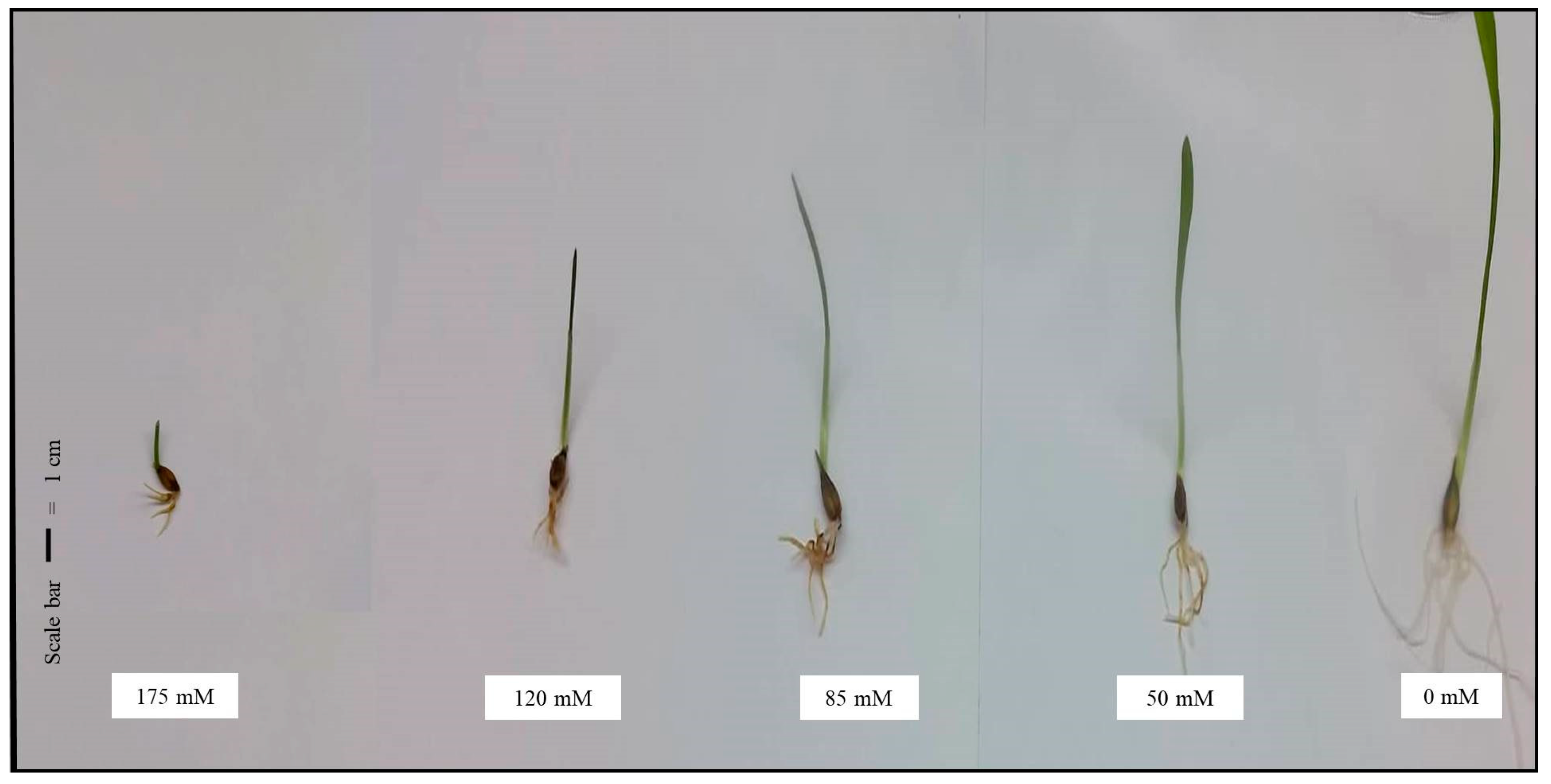 Water 15 01065 g002 Water 15 01065 g002