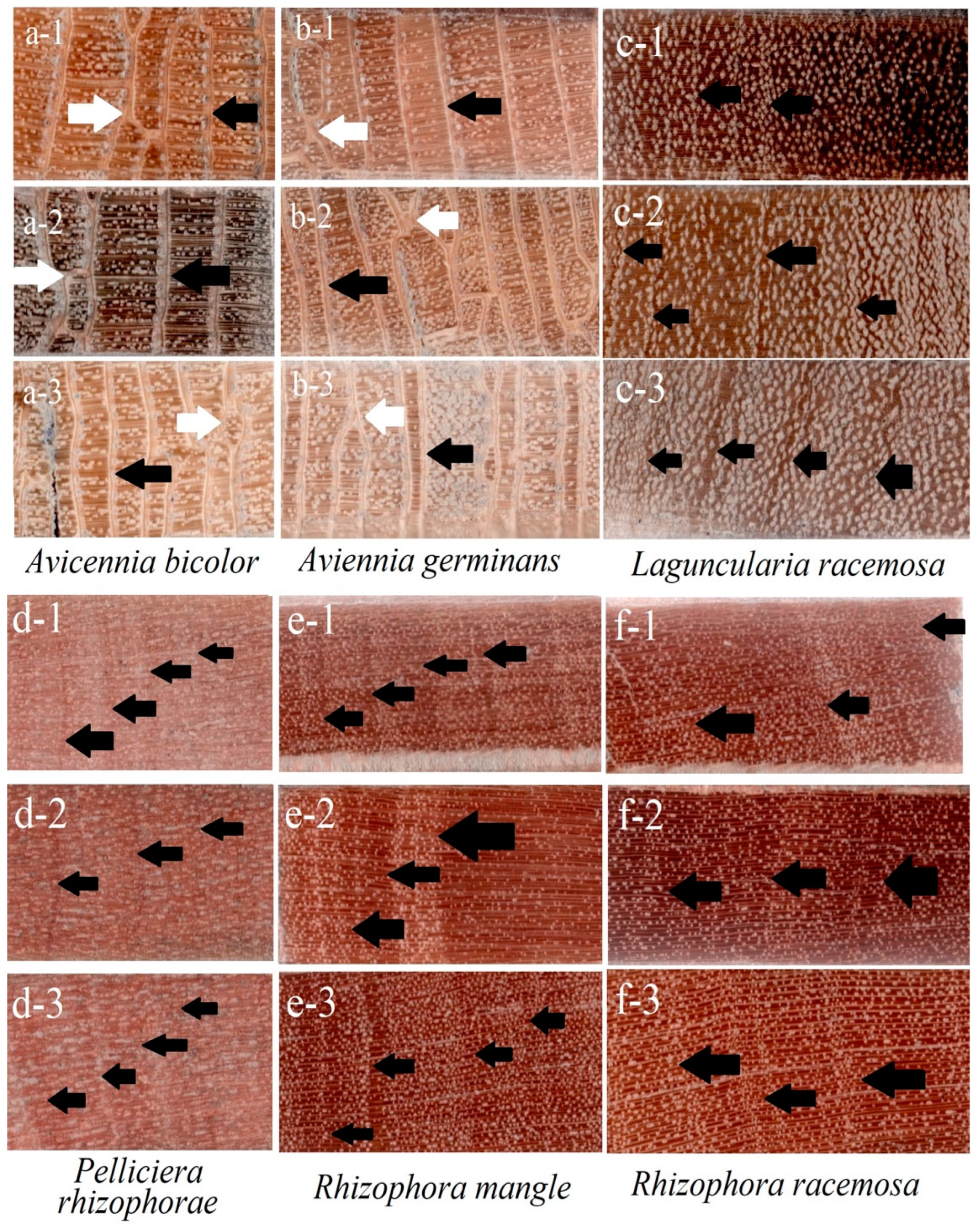 Water 16 03207 g002 Water 16 03207 g002