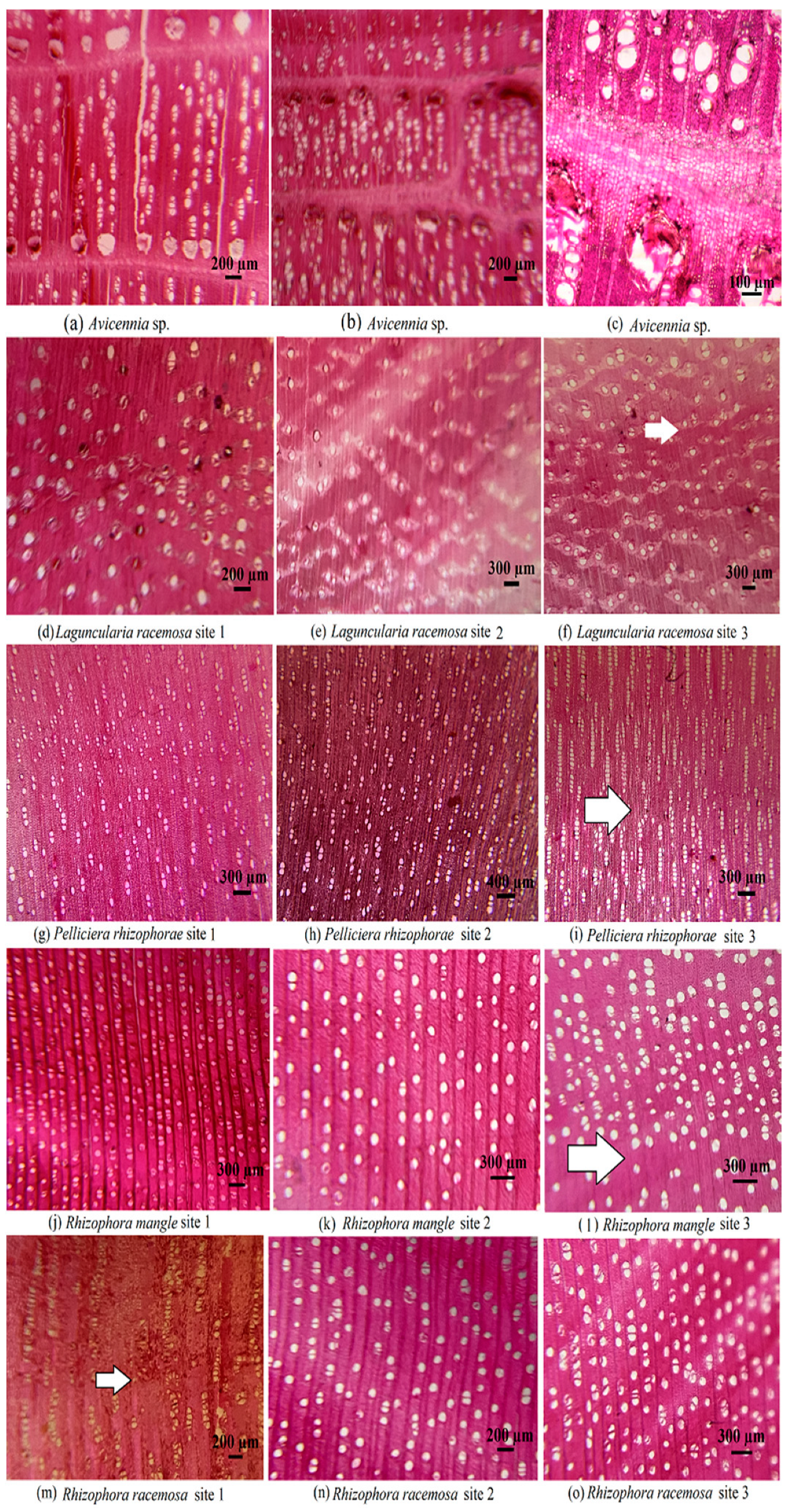 Water 16 03207 g003 Water 16 03207 g003