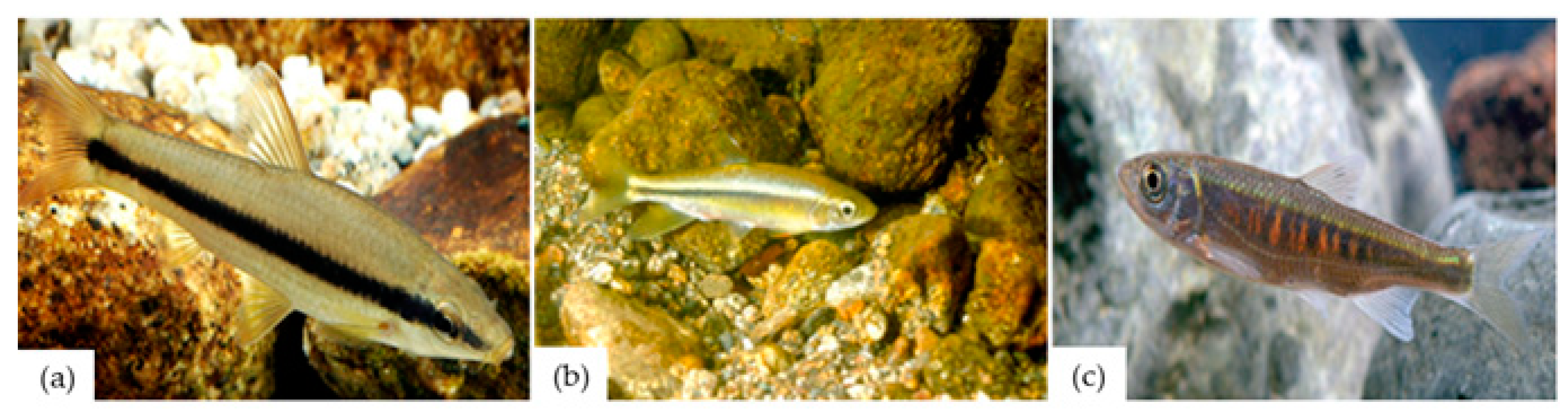 Water 17 01340 g008 Water 17 01340 g008