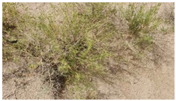 Water 17 03058 i001 Water 17 03058 i001