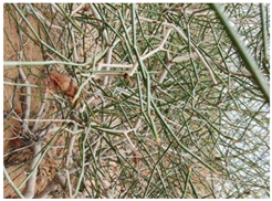 Water 17 03058 i002 Water 17 03058 i002