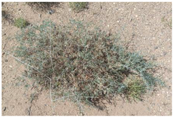 Water 17 03058 i003 Water 17 03058 i003