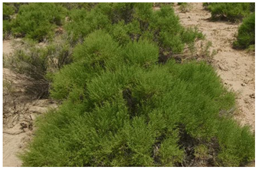 Water 17 03058 i005 Water 17 03058 i005