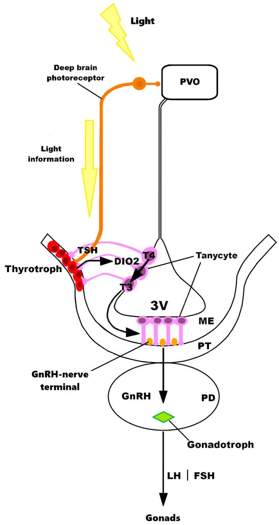 Scheme of the neuroendocrine pathway of photoperiod transduction in birds. The perception of light by the paraventricular organ (PVO), which contains neurons sensitive to Opsin 5 (and other opsins) and in direct contact with the cerebrospinal fluid (CSF), represents the starting point of the seasonal control of reproduction. Upon receiving light information, these neurons activate the thyrotrophs of the pars tuberalis (PT), leading to the release of TSH, which acts on the tanycytes located around the third ventricle (V3), inducing the production of the enzyme DIO2, which converts T4 into T3. The increase in local T3 in the hypothalamus regulates structural changes in the endings of GnRH neurons, facilitating the release of this hormone. In turn, GnRH-I stimulates gonadotropic cells of the pituitary to secrete LH and FSH, promoting the development and activation of the gonads. Scheme adapted from Nakane et al. [12].