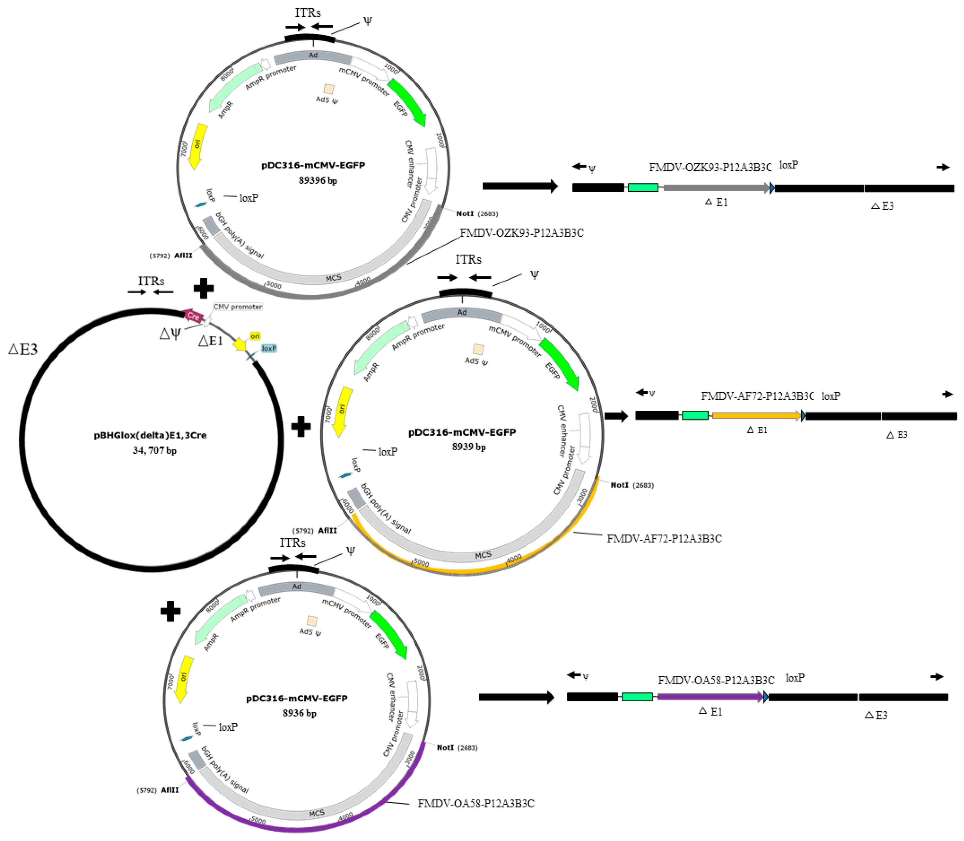 Zoonoticdis 03 00010 g001