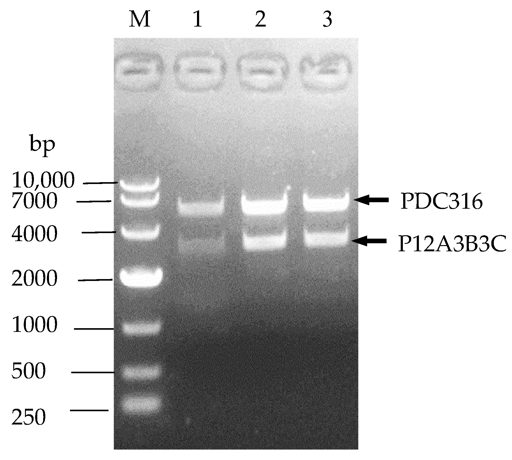 Zoonoticdis 03 00010 g002