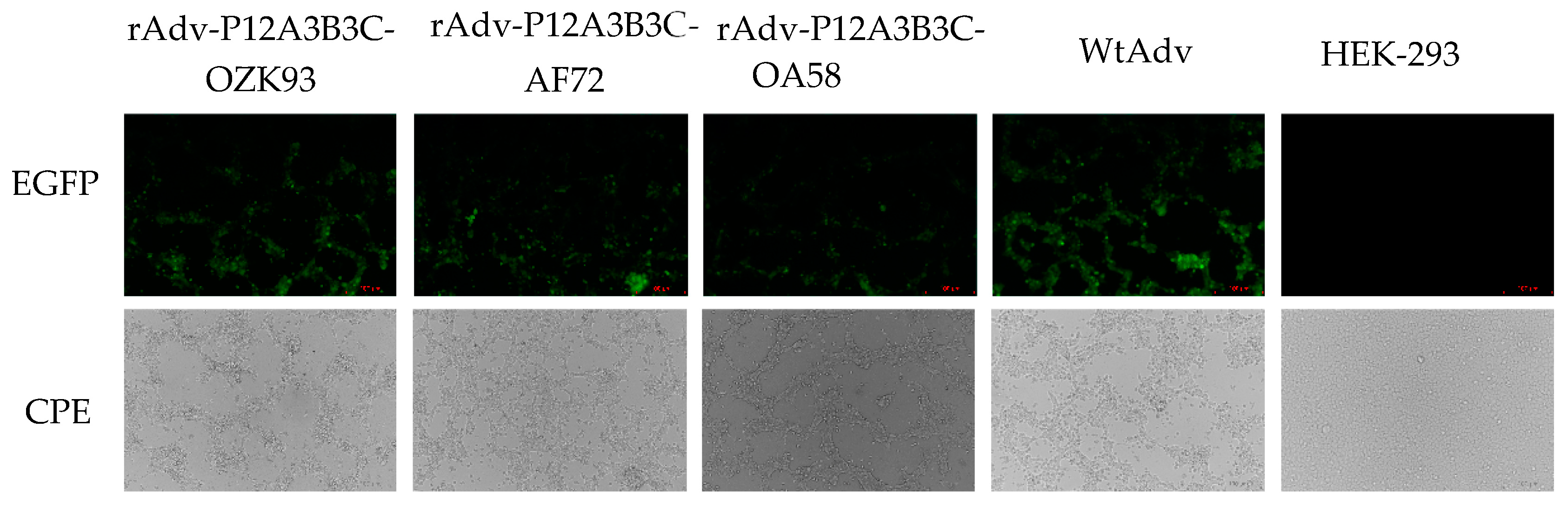 Zoonoticdis 03 00010 g003