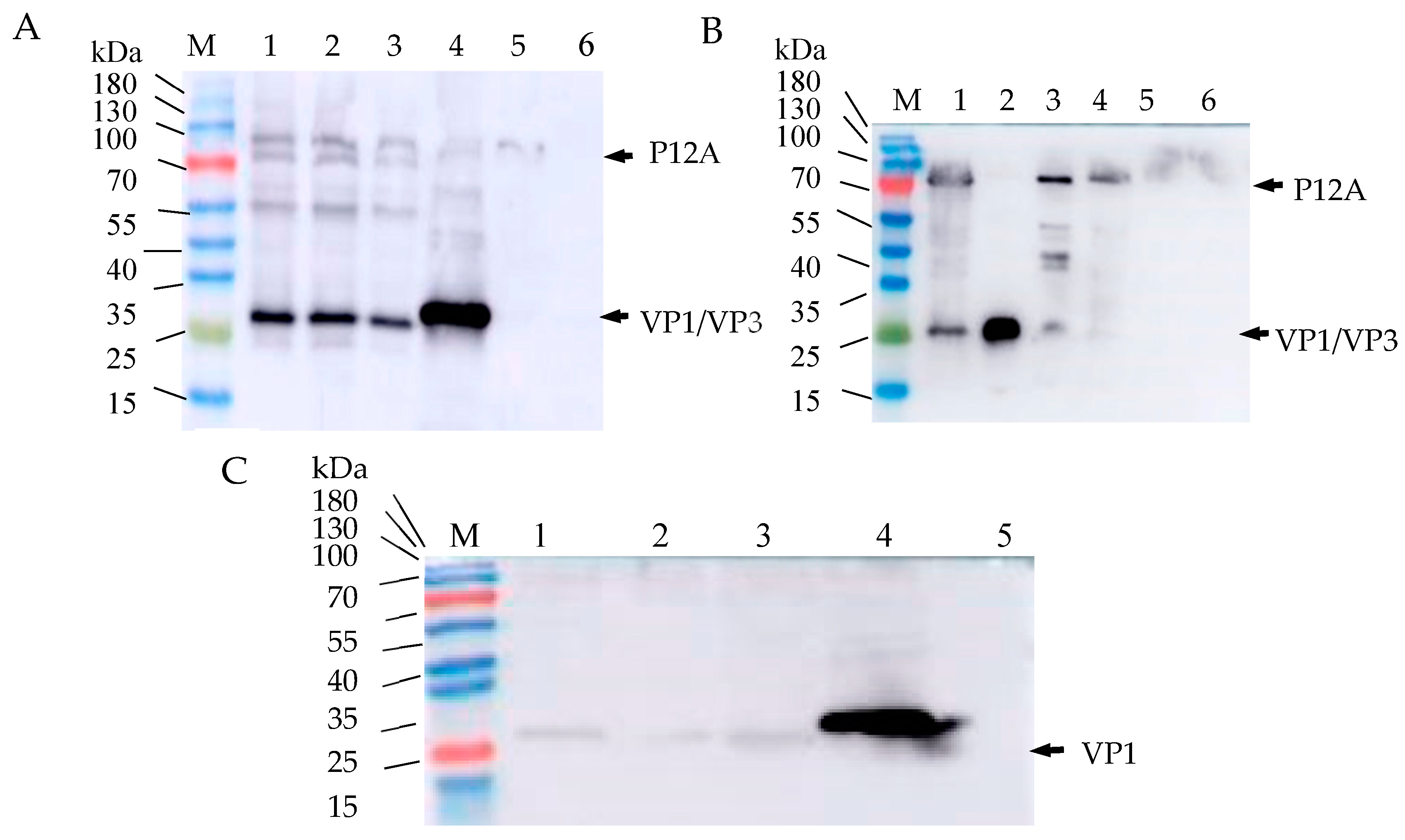 Zoonoticdis 03 00010 g005
