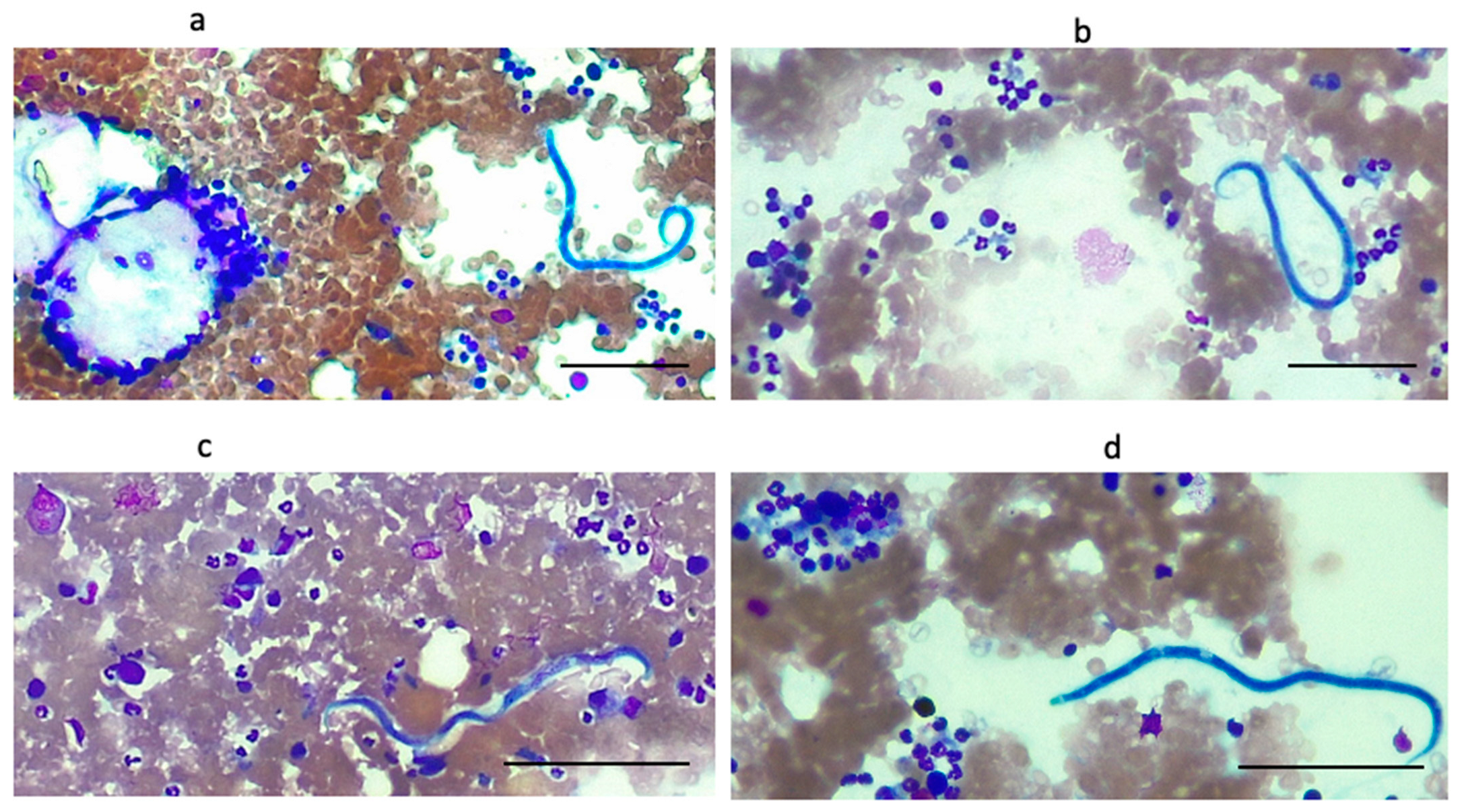 Zoonoticdis 03 00013 g003