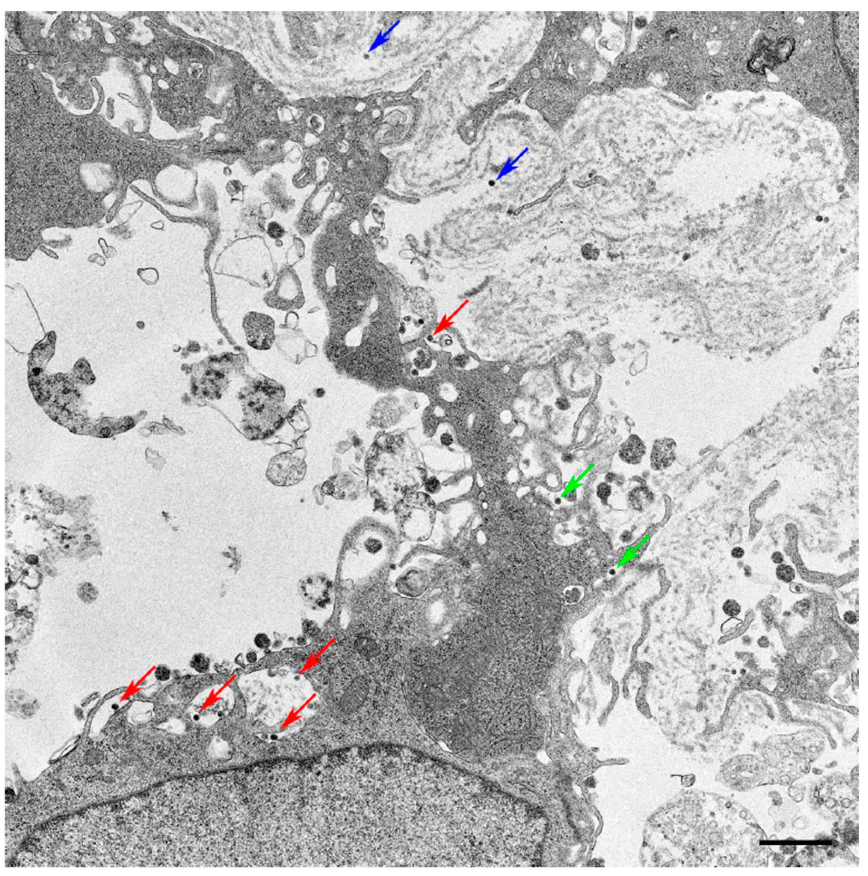 Zoonoticdis 05 00009 g001