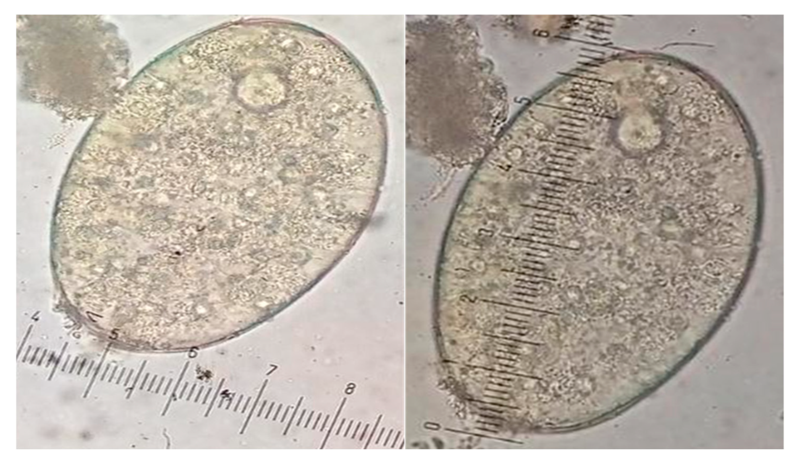 Zoonoticdis 05 00029 g002
