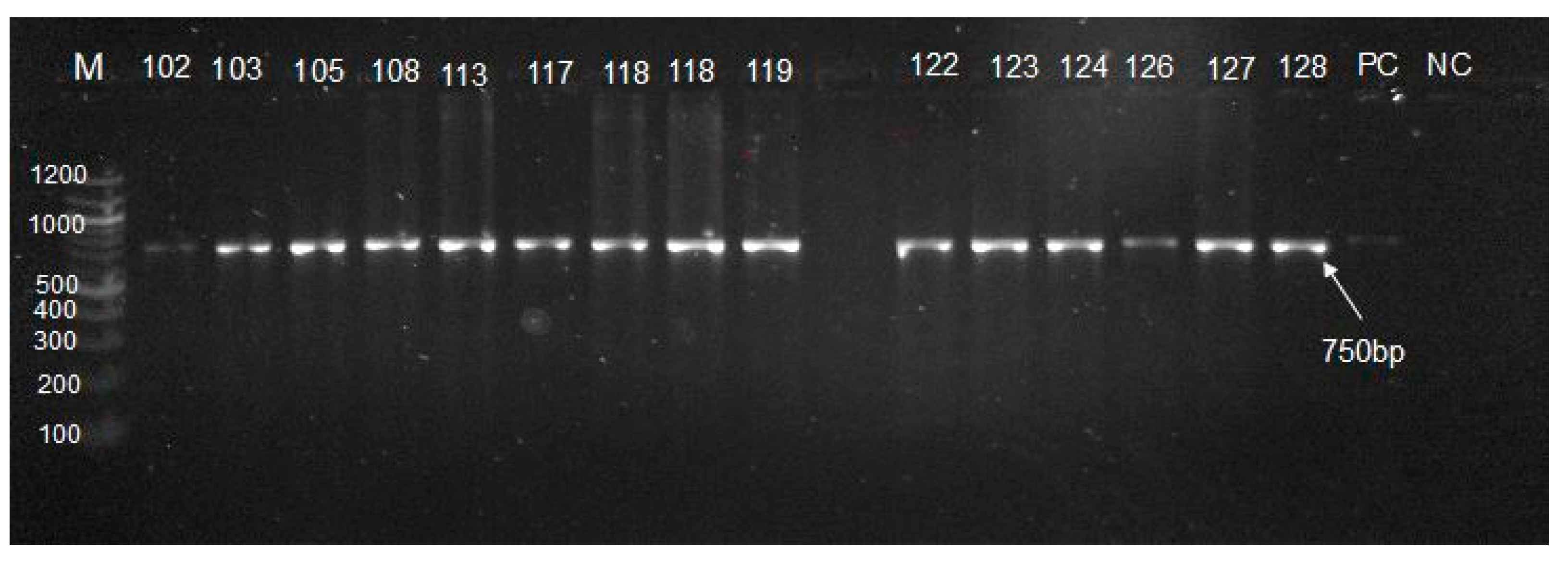 Zoonoticdis 05 00030 g003 Zoonoticdis 05 00030 g003